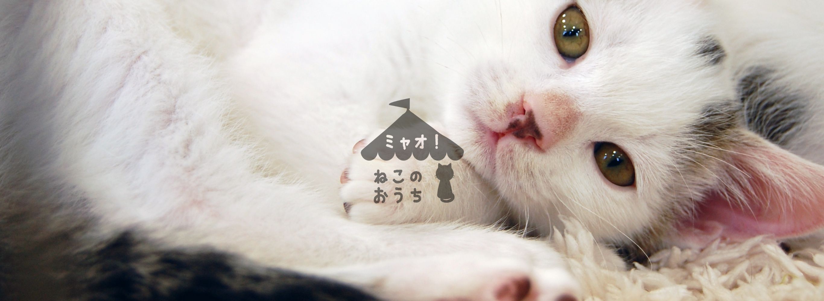 保護猫譲渡会支援